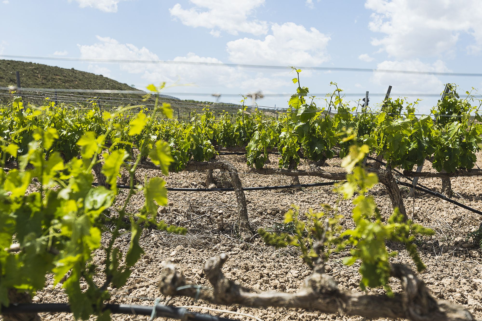 Almonacid de la cuba